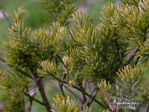 PSEUDOTAXUS   