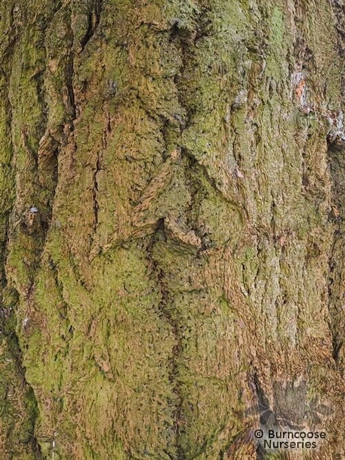 PSEUDOTSUGA menziesii  