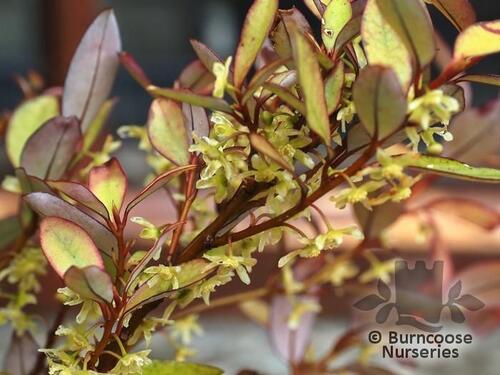 PSEUDOWINTERA colorata 'Marjorie Congreve' 