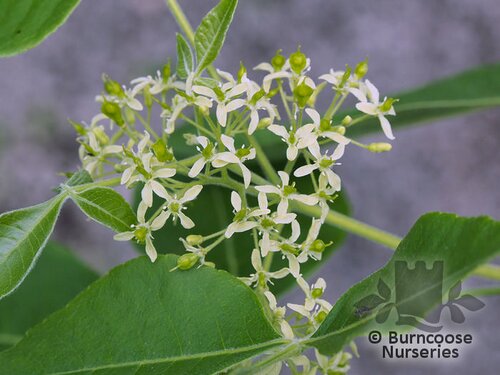 PTELEA trifoliata  