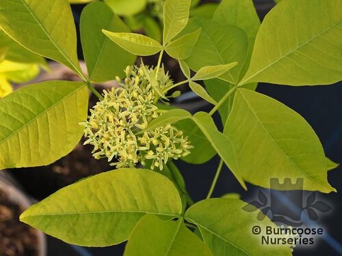 PTELEA trifoliata 'Aurea' 