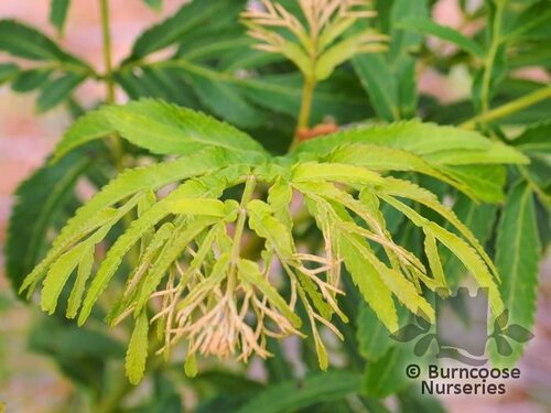 PTEROCARYA stenoptera 'Fern Leaf' 