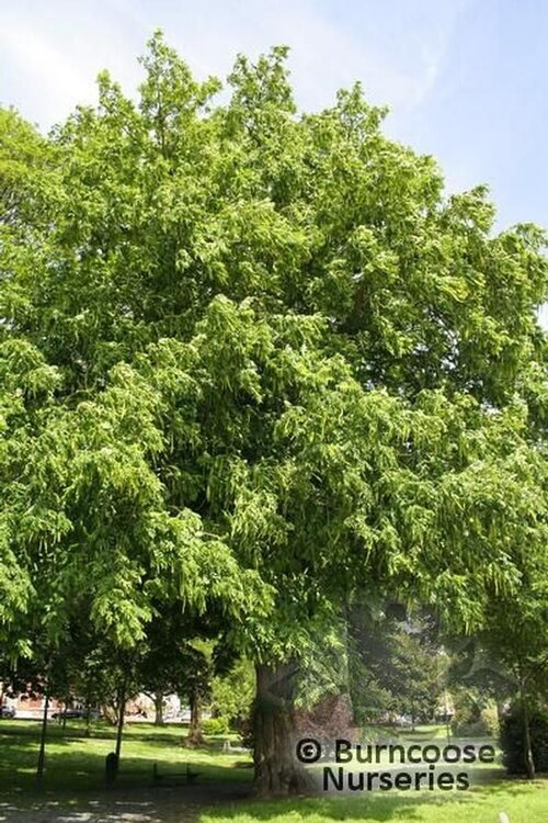 PTEROCARYA   