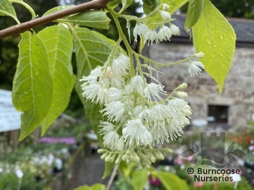 PTEROSTYRAX corymbosa  