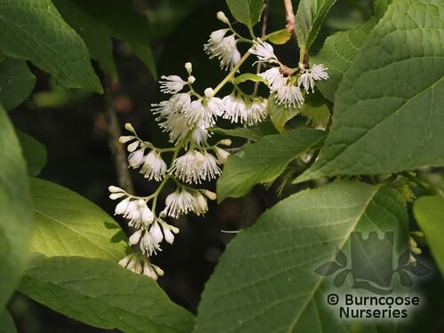 PTEROSTYRAX hispida  