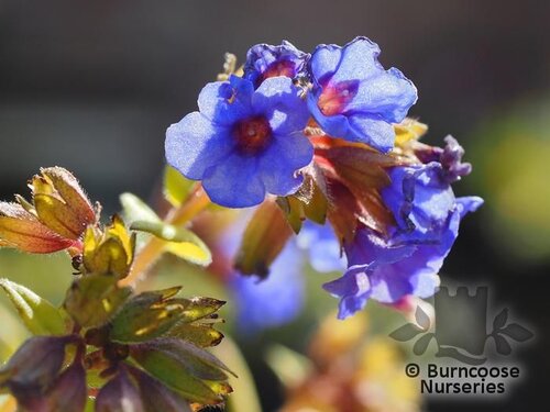 PULMONARIA 'Blue Ensign'  