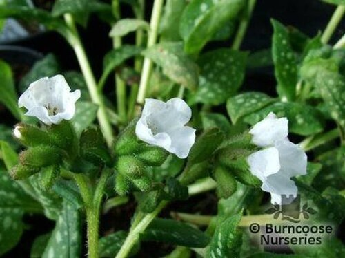 PULMONARIA   