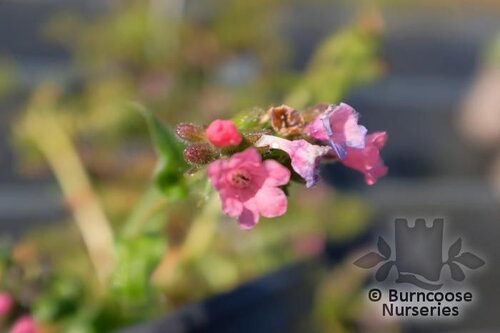 PULMONARIA 'Stillingfleet Meg'  