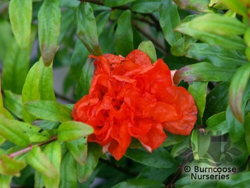PUNICA granatum 'Chico' 