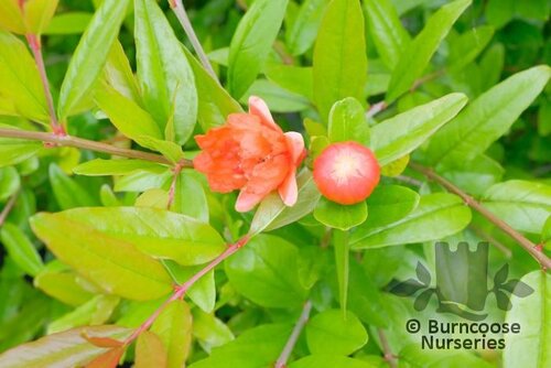 PUNICA granatum 'Maxima Rubra' 