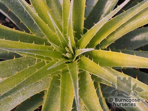 PUYA venusta  