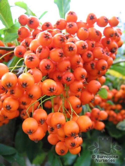 PYRACANTHA Saphyr Orange  