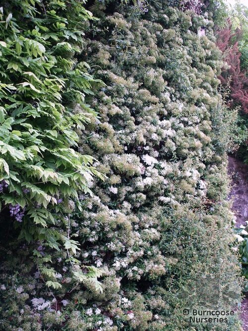 PYRACANTHA   