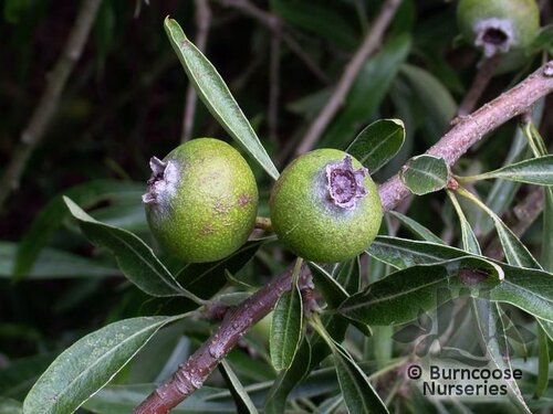 PYRUS salicifolia 'Pendula' 