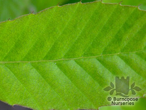 QUERCUS acutissima  