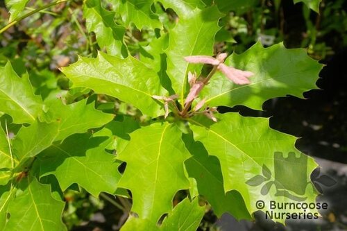 QUERCUS 'Belle d'Aquitaine'  