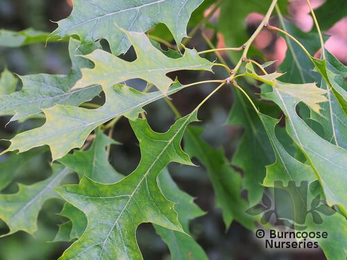 QUERCUS buckleyi  