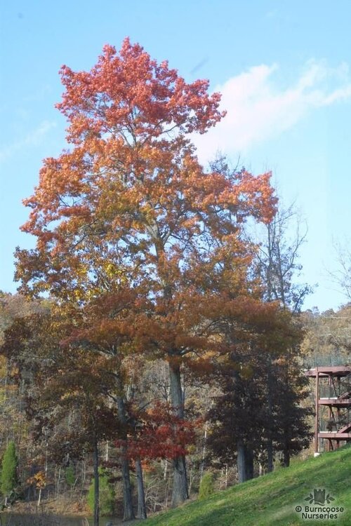 Quercus from Burncoose Nurseries