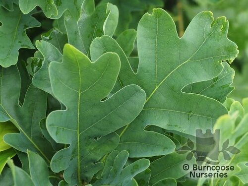 QUERCUS x bimundorum 'Crimson Spire' 