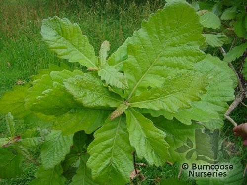 QUERCUS dentata  