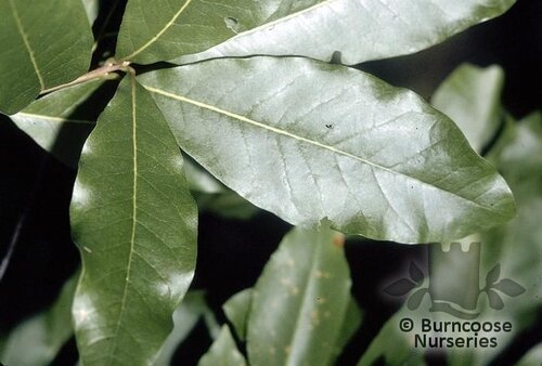 QUERCUS imbricaria  