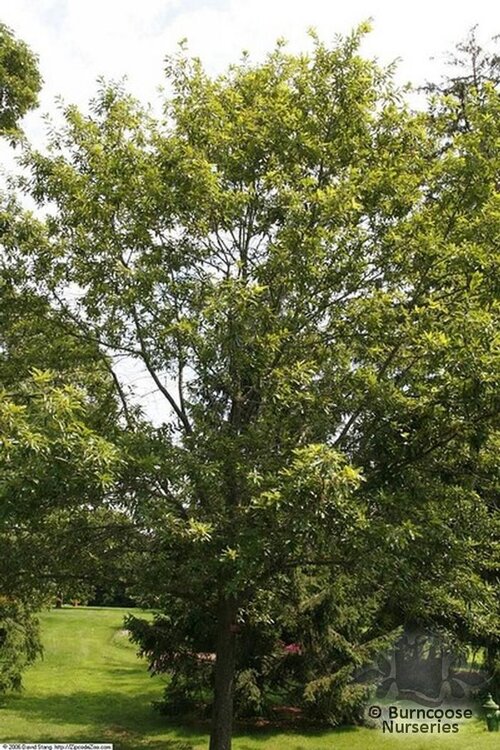 QUERCUS   