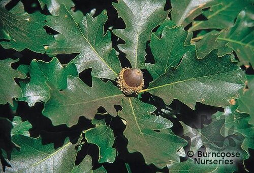 QUERCUS macrocarpa  