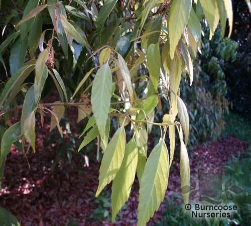 QUERCUS myrsinifolia  