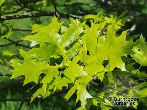 QUERCUS palustris  