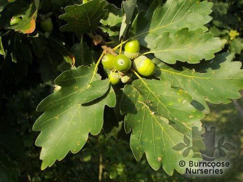 QUERCUS petraea  