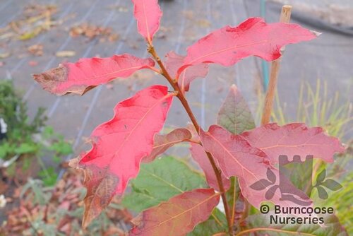 QUERCUS rhysophylla 'Maya' 