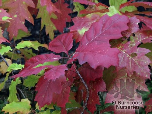 QUERCUS rubra  