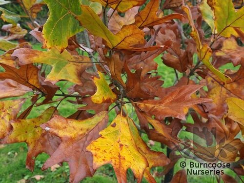 QUERCUS x bushii 'Seattle Trident' 