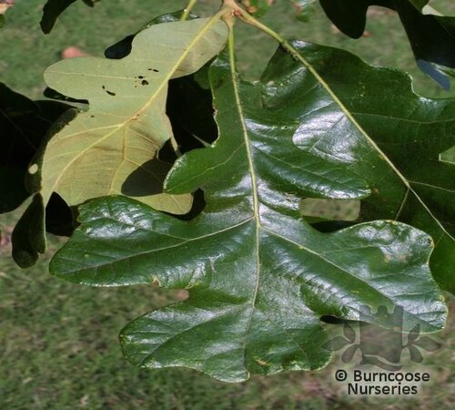 QUERCUS stellata  