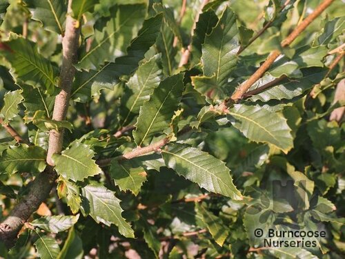 QUERCUS trojana  