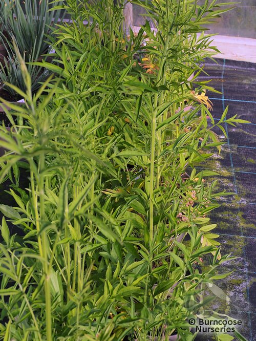 RATIBIDA pinnata  