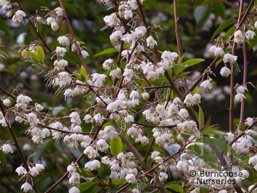REHDERODENDRON macrocarpum  