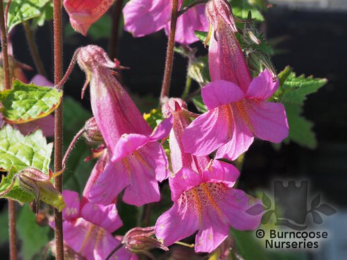 REHMANNIA elata  