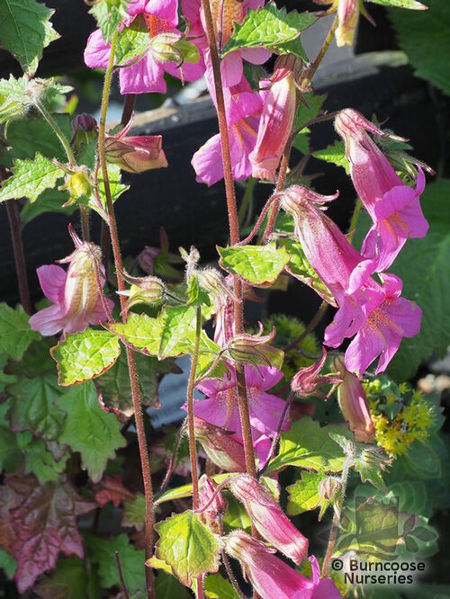 REHMANNIA   
