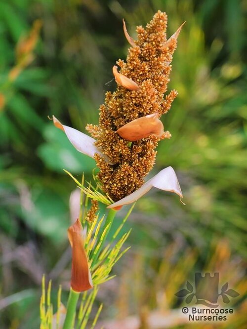 RESTIO Elegia capensis  