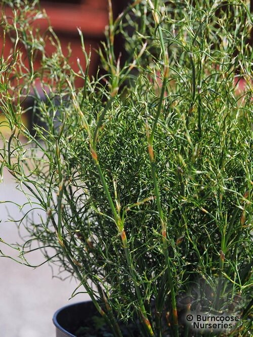 RESTIO Rhodocoma capensis 