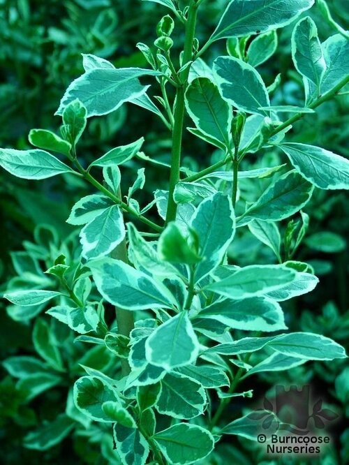 RHAMNUS   