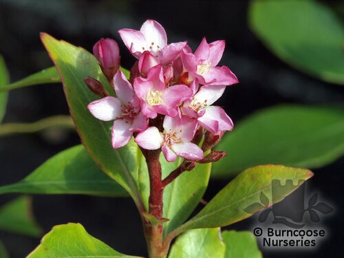 RHAPHIOLEPIS delacourii 'Coates Crimson' 