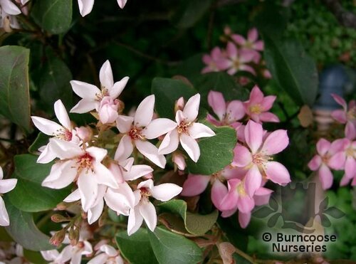 RHAPHIOLEPIS umbellata  
