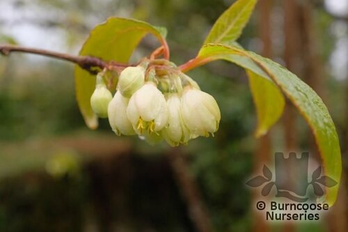 REHDERODENDRON   
