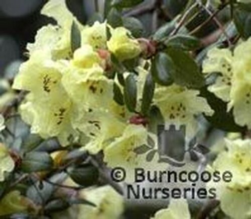 RHODODENDRON 'Golden Oriole' var talavera 