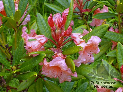 RHODODENDRON 'Tortoiseshell Orange'  