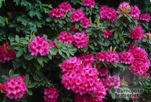 RHODODENDRON 'Anna Rose Whitney'  