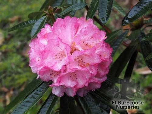 RHODODENDRON arboreum 'Tony Schilling' 