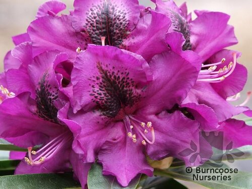 RHODODENDRON 'Azurro'  
